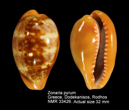 Zonaria pyrum (18).jpg - Zonaria pyrum(Gmelin,1791)
